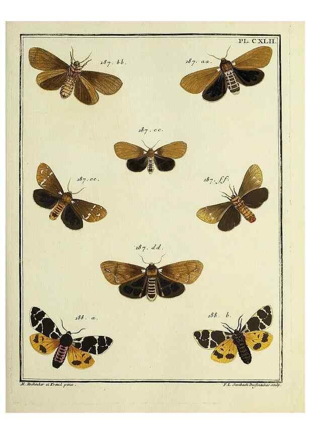 Reproducción/Reproduction 35730996901: Papillons d'Europe, peints d'après nature /. A Paris :Chez P.M. Delaguette, imprimeur-libraire ... ;1779-1792 [i.e. 1793]