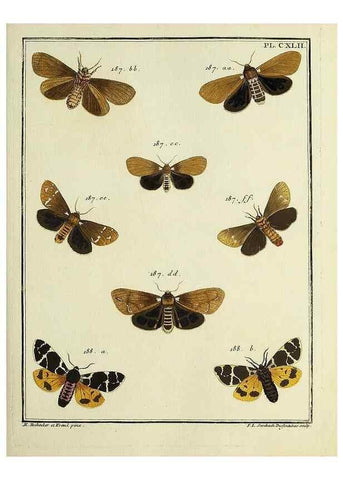 Reproducción/Reproduction 35730996901: Papillons d'Europe, peints d'après nature /. A Paris :Chez P.M. Delaguette, imprimeur-libraire ... ;1779-1792 [i.e. 1793]
