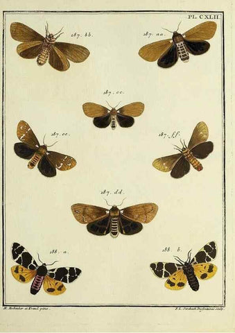 Reproducción/Reproduction 35730996901: Papillons d'Europe, peints d'après nature /. A Paris :Chez P.M. Delaguette, imprimeur-libraire ... ;1779-1792 [i.e. 1793]