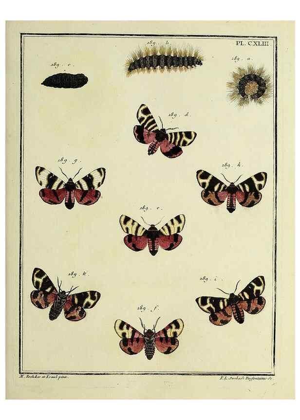 Reproducción/Reproduction 35862755785: Papillons d'Europe, peints d'après nature /. A Paris :Chez P.M. Delaguette, imprimeur-libraire ... ;1779-1792 [i.e. 1793]