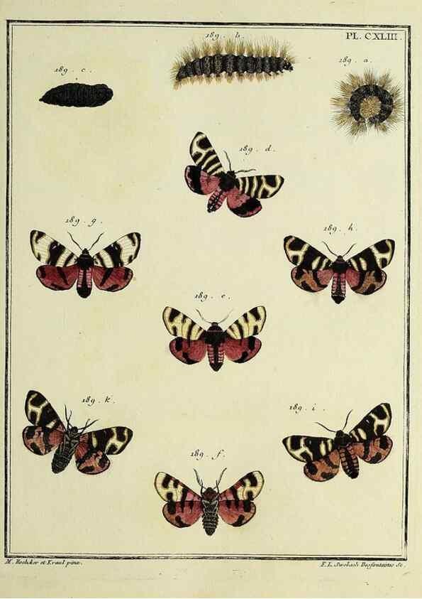 Reproducción/Reproduction 35862755785: Papillons d'Europe, peints d'après nature /. A Paris :Chez P.M. Delaguette, imprimeur-libraire ... ;1779-1792 [i.e. 1793]
