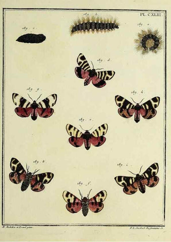 Reproducción/Reproduction 35862755785: Papillons d'Europe, peints d'après nature /. A Paris :Chez P.M. Delaguette, imprimeur-libraire ... ;1779-1792 [i.e. 1793]
