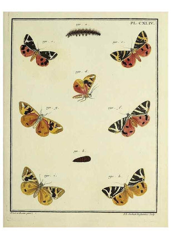 Reproducción/Reproduction 35862758125: Papillons d'Europe, peints d'après nature /. A Paris :Chez P.M. Delaguette, imprimeur-libraire ... ;1779-1792 [i.e. 1793]