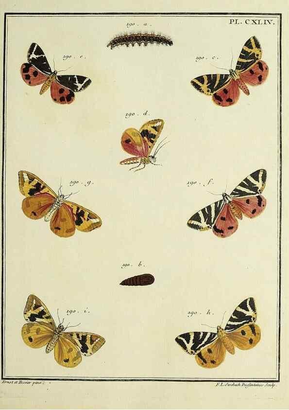 Reproducción/Reproduction 35862758125: Papillons d'Europe, peints d'après nature /. A Paris :Chez P.M. Delaguette, imprimeur-libraire ... ;1779-1792 [i.e. 1793]