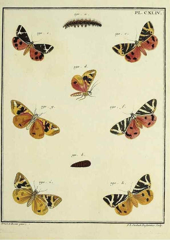 Reproducción/Reproduction 35862758125: Papillons d'Europe, peints d'après nature /. A Paris :Chez P.M. Delaguette, imprimeur-libraire ... ;1779-1792 [i.e. 1793]