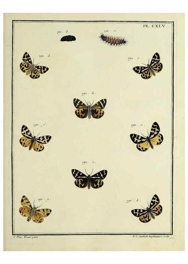 Reproducción/Reproduction 35053454383: Papillons d'Europe, peints d'après nature /. A Paris :Chez P.M. Delaguette, imprimeur-libraire ... ;1779-1792 [i.e. 1793]