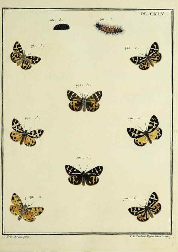 Reproducción/Reproduction 35053454383: Papillons d'Europe, peints d'après nature /. A Paris :Chez P.M. Delaguette, imprimeur-libraire ... ;1779-1792 [i.e. 1793]
