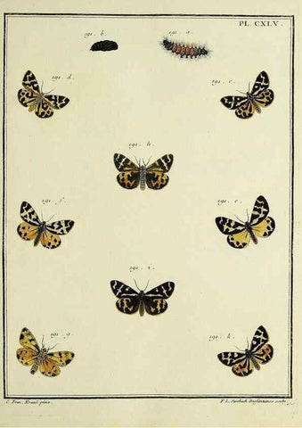Reproducción/Reproduction 35053454383: Papillons d'Europe, peints d'après nature /. A Paris :Chez P.M. Delaguette, imprimeur-libraire ... ;1779-1792 [i.e. 1793]
