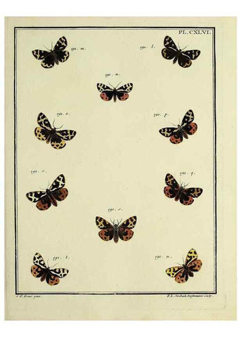Reproducción/Reproduction 35693542862: Papillons d'Europe, peints d'après nature /. A Paris :Chez P.M. Delaguette, imprimeur-libraire ... ;1779-1792 [i.e. 1793]