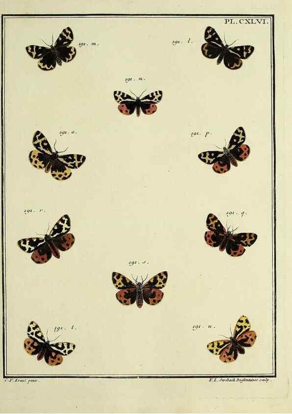 Reproducción/Reproduction 35693542862: Papillons d'Europe, peints d'après nature /. A Paris :Chez P.M. Delaguette, imprimeur-libraire ... ;1779-1792 [i.e. 1793]