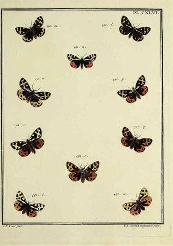 Reproducción/Reproduction 35693542862: Papillons d'Europe, peints d'après nature /. A Paris :Chez P.M. Delaguette, imprimeur-libraire ... ;1779-1792 [i.e. 1793]