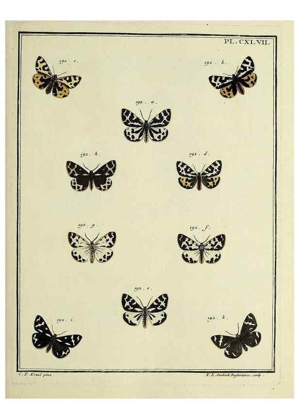 Reproducción/Reproduction 35862766585: Papillons d'Europe, peints d'après nature /. A Paris :Chez P.M. Delaguette, imprimeur-libraire ... ;1779-1792 [i.e. 1793]