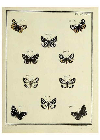 Reproducción/Reproduction 35862766585: Papillons d'Europe, peints d'après nature /. A Paris :Chez P.M. Delaguette, imprimeur-libraire ... ;1779-1792 [i.e. 1793]