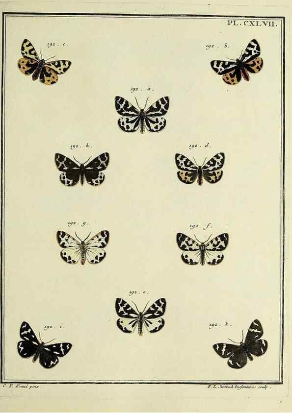 Reproducción/Reproduction 35862766585: Papillons d'Europe, peints d'après nature /. A Paris :Chez P.M. Delaguette, imprimeur-libraire ... ;1779-1792 [i.e. 1793]
