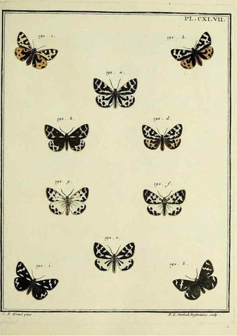 Reproducción/Reproduction 35862766585: Papillons d'Europe, peints d'après nature /. A Paris :Chez P.M. Delaguette, imprimeur-libraire ... ;1779-1792 [i.e. 1793]