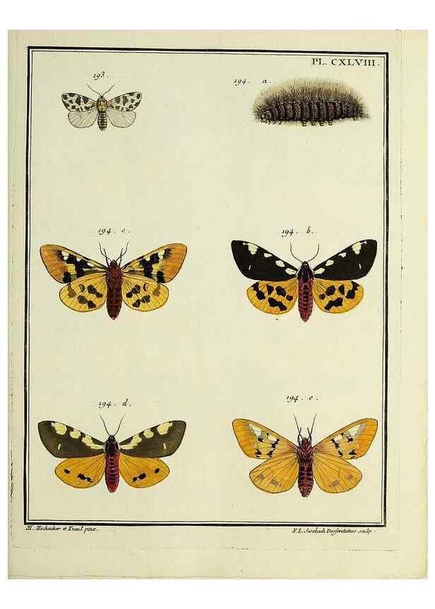 Reproducción/Reproduction 35862769235: Papillons d'Europe, peints d'après nature /. A Paris :Chez P.M. Delaguette, imprimeur-libraire ... ;1779-1792 [i.e. 1793]