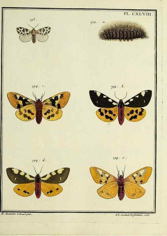 Reproducción/Reproduction 35862769235: Papillons d'Europe, peints d'après nature /. A Paris :Chez P.M. Delaguette, imprimeur-libraire ... ;1779-1792 [i.e. 1793]