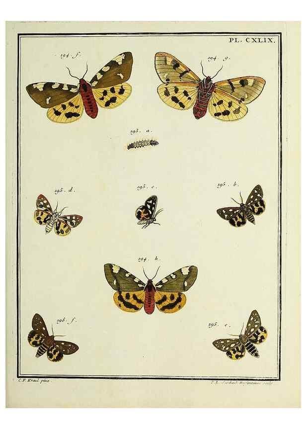 Reproducción/Reproduction 35053462783: Papillons d'Europe, peints d'après nature /. A Paris :Chez P.M. Delaguette, imprimeur-libraire ... ;1779-1792 [i.e. 1793]