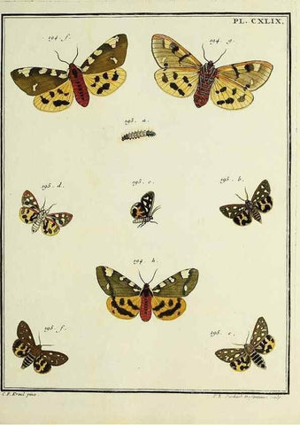 Reproducción/Reproduction 35053462783: Papillons d'Europe, peints d'après nature /. A Paris :Chez P.M. Delaguette, imprimeur-libraire ... ;1779-1792 [i.e. 1793]