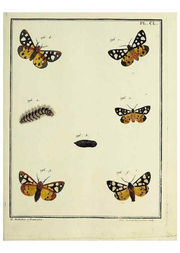 Reproducción/Reproduction 35053464433: Papillons d'Europe, peints d'après nature /. A Paris :Chez P.M. Delaguette, imprimeur-libraire ... ;1779-1792 [i.e. 1793]