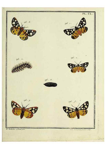 Reproducción/Reproduction 35053464433: Papillons d'Europe, peints d'après nature /. A Paris :Chez P.M. Delaguette, imprimeur-libraire ... ;1779-1792 [i.e. 1793]