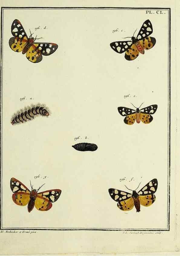 Reproducción/Reproduction 35053464433: Papillons d'Europe, peints d'après nature /. A Paris :Chez P.M. Delaguette, imprimeur-libraire ... ;1779-1792 [i.e. 1793]