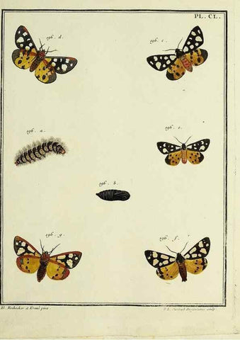 Reproducción/Reproduction 35053464433: Papillons d'Europe, peints d'après nature /. A Paris :Chez P.M. Delaguette, imprimeur-libraire ... ;1779-1792 [i.e. 1793]