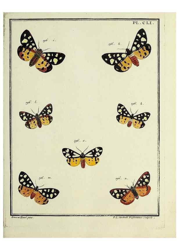 Reproducción/Reproduction 35693554692: Papillons d'Europe, peints d'après nature /. A Paris :Chez P.M. Delaguette, imprimeur-libraire ... ;1779-1792 [i.e. 1793]
