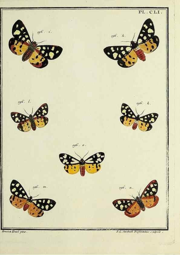 Reproducción/Reproduction 35693554692: Papillons d'Europe, peints d'après nature /. A Paris :Chez P.M. Delaguette, imprimeur-libraire ... ;1779-1792 [i.e. 1793]