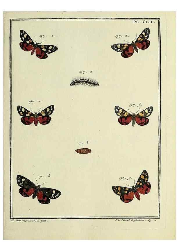 Reproducción/Reproduction 35693557102: Papillons d'Europe, peints d'après nature /. A Paris :Chez P.M. Delaguette, imprimeur-libraire ... ;1779-1792 [i.e. 1793]