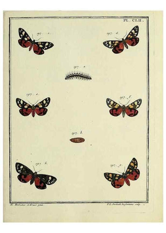 Reproducción/Reproduction 35693557102: Papillons d'Europe, peints d'après nature /. A Paris :Chez P.M. Delaguette, imprimeur-libraire ... ;1779-1792 [i.e. 1793]