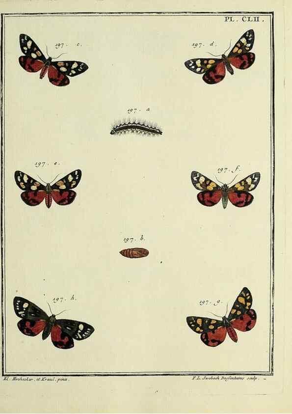 Reproducción/Reproduction 35693557102: Papillons d'Europe, peints d'après nature /. A Paris :Chez P.M. Delaguette, imprimeur-libraire ... ;1779-1792 [i.e. 1793]