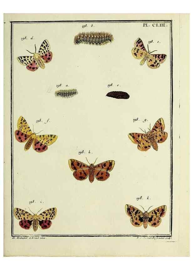 Reproducción/Reproduction 35693559952: Papillons d'Europe, peints d'après nature /. A Paris :Chez P.M. Delaguette, imprimeur-libraire ... ;1779-1792 [i.e. 1793]