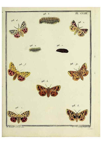 Reproducción/Reproduction 35693559952: Papillons d'Europe, peints d'après nature /. A Paris :Chez P.M. Delaguette, imprimeur-libraire ... ;1779-1792 [i.e. 1793]