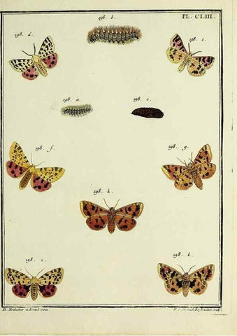Reproducción/Reproduction 35693559952: Papillons d'Europe, peints d'après nature /. A Paris :Chez P.M. Delaguette, imprimeur-libraire ... ;1779-1792 [i.e. 1793]