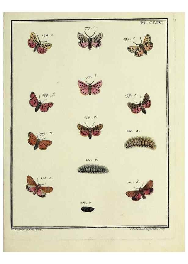 Reproducción/Reproduction 35693563292: Papillons d'Europe, peints d'après nature /. A Paris :Chez P.M. Delaguette, imprimeur-libraire ... ;1779-1792 [i.e. 1793]