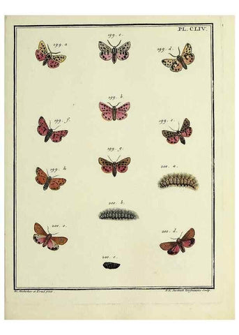 Reproducción/Reproduction 35693563292: Papillons d'Europe, peints d'après nature /. A Paris :Chez P.M. Delaguette, imprimeur-libraire ... ;1779-1792 [i.e. 1793]