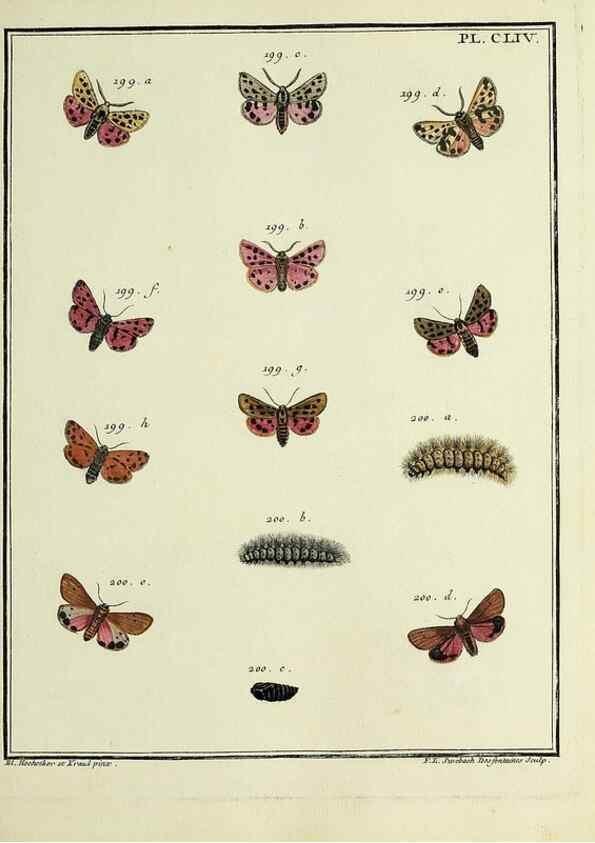 Reproducción/Reproduction 35693563292: Papillons d'Europe, peints d'après nature /. A Paris :Chez P.M. Delaguette, imprimeur-libraire ... ;1779-1792 [i.e. 1793]