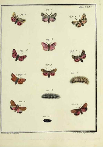 Reproducción/Reproduction 35693563292: Papillons d'Europe, peints d'après nature /. A Paris :Chez P.M. Delaguette, imprimeur-libraire ... ;1779-1792 [i.e. 1793]