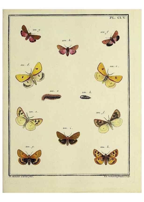 Reproducción/Reproduction 35693565812: Papillons d'Europe, peints d'après nature /. A Paris :Chez P.M. Delaguette, imprimeur-libraire ... ;1779-1792 [i.e. 1793]