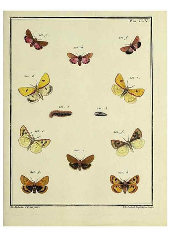 Reproducción/Reproduction 35693565812: Papillons d'Europe, peints d'après nature /. A Paris :Chez P.M. Delaguette, imprimeur-libraire ... ;1779-1792 [i.e. 1793]