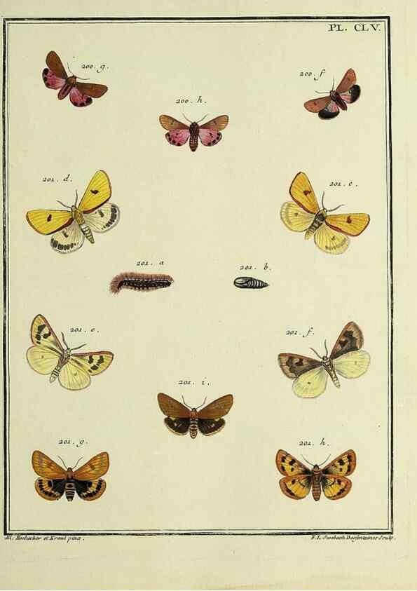 Reproducción/Reproduction 35693565812: Papillons d'Europe, peints d'après nature /. A Paris :Chez P.M. Delaguette, imprimeur-libraire ... ;1779-1792 [i.e. 1793]