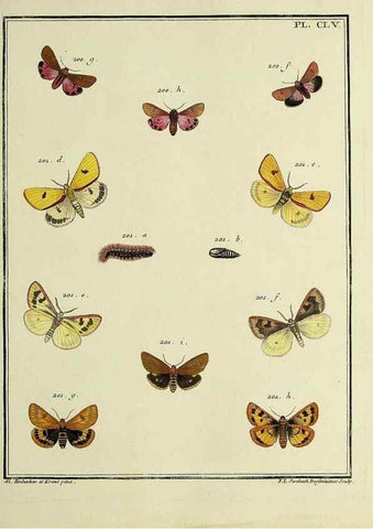 Reproducción/Reproduction 35693565812: Papillons d'Europe, peints d'après nature /. A Paris :Chez P.M. Delaguette, imprimeur-libraire ... ;1779-1792 [i.e. 1793]