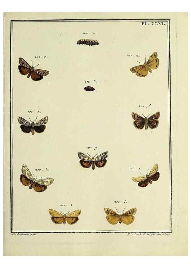 Reproducción/Reproduction 35022961414: Papillons d'Europe, peints d'après nature /. A Paris :Chez P.M. Delaguette, imprimeur-libraire ... ;1779-1792 [i.e. 1793]