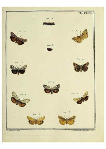 Reproducción/Reproduction 35022961414: Papillons d'Europe, peints d'après nature /. A Paris :Chez P.M. Delaguette, imprimeur-libraire ... ;1779-1792 [i.e. 1793]