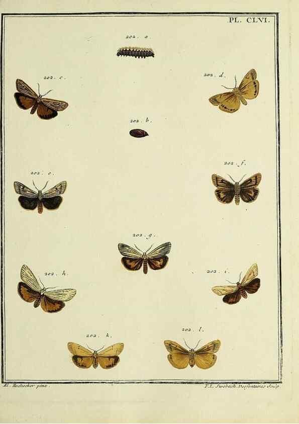 Reproducción/Reproduction 35022961414: Papillons d'Europe, peints d'après nature /. A Paris :Chez P.M. Delaguette, imprimeur-libraire ... ;1779-1792 [i.e. 1793]