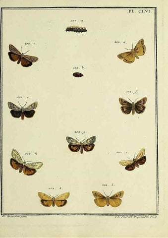 Reproducción/Reproduction 35022961414: Papillons d'Europe, peints d'après nature /. A Paris :Chez P.M. Delaguette, imprimeur-libraire ... ;1779-1792 [i.e. 1793]