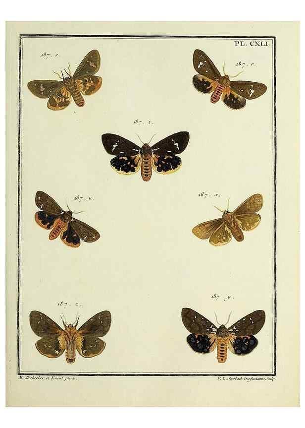 Reproducción/Reproduction 35730994991: Papillons d'Europe, peints d'après nature /. A Paris :Chez P.M. Delaguette, imprimeur-libraire ... ;1779-1792 [i.e. 1793]