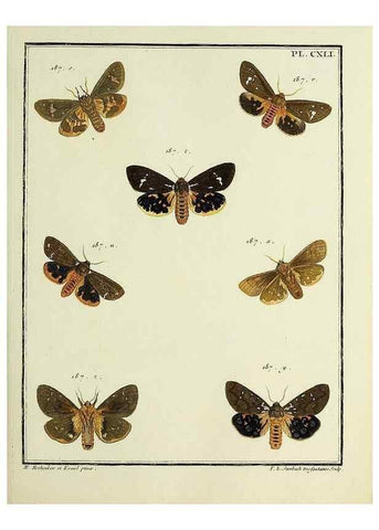 Reproducción/Reproduction 35730994991: Papillons d'Europe, peints d'après nature /. A Paris :Chez P.M. Delaguette, imprimeur-libraire ... ;1779-1792 [i.e. 1793]