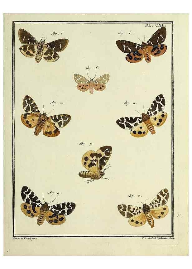 Reproducción/Reproduction 35730992951: Papillons d'Europe, peints d'après nature /. A Paris :Chez P.M. Delaguette, imprimeur-libraire ... ;1779-1792 [i.e. 1793]